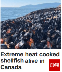shellfish-cooked-alive