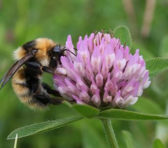 Etterlyst: Kløverhumle. Utrydningstruet art med gul fløyelsaktig pels